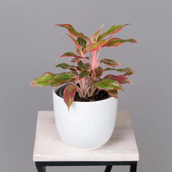 Аглаонема Сиам Пинк_1