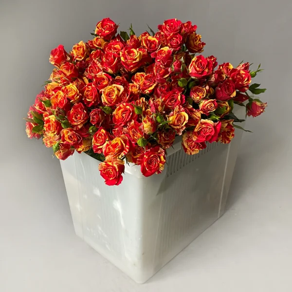 Роза_кустовая "Фаер Флеш"