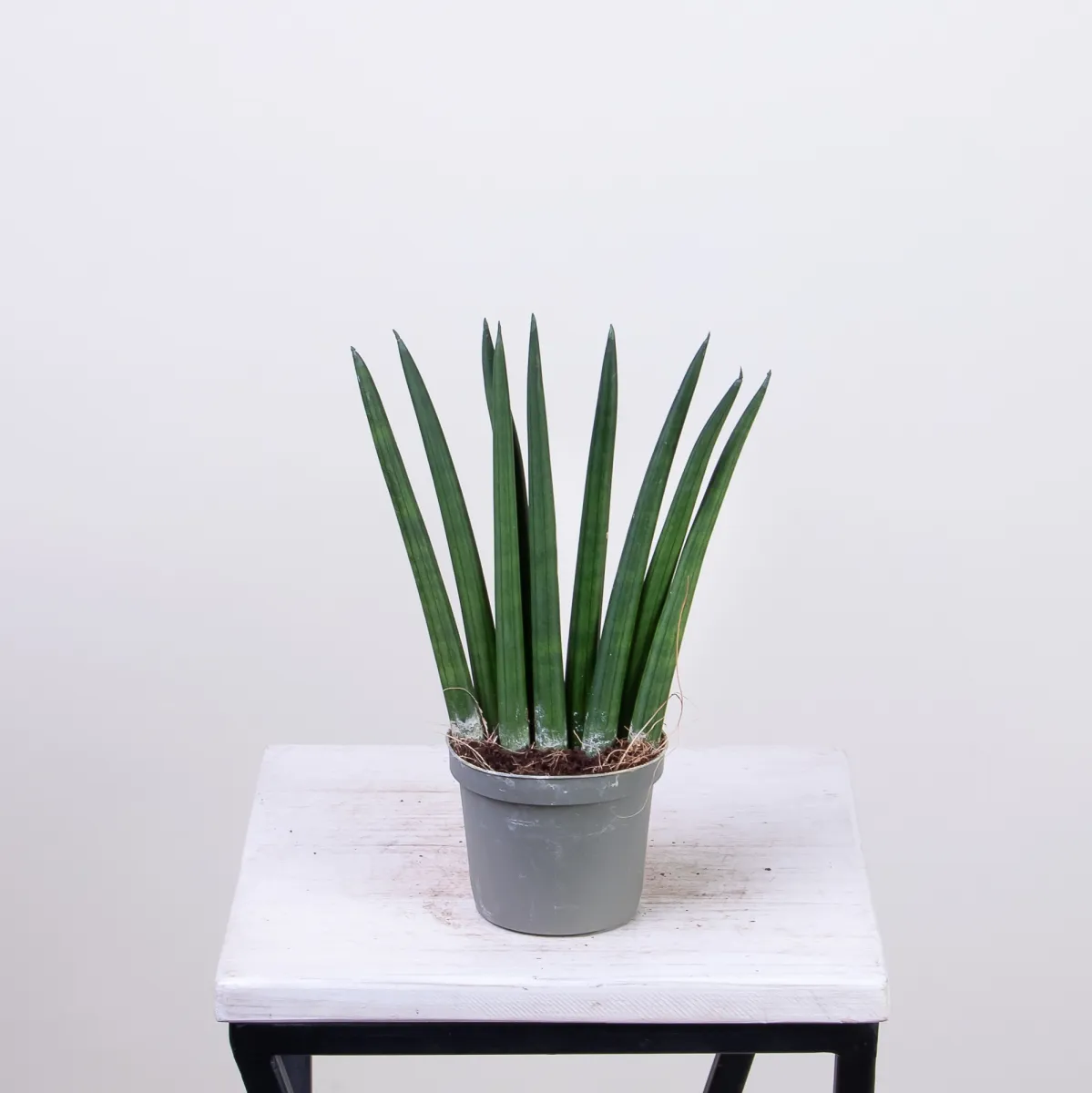 Сансевиерия цилиндрическая4