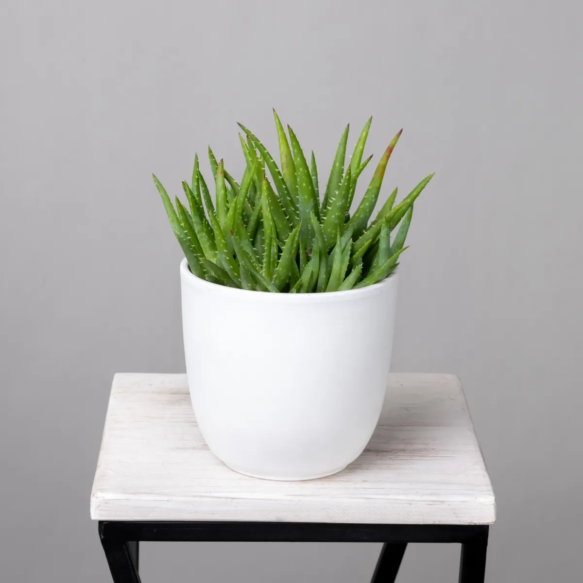 Алоэ Вера Верини1