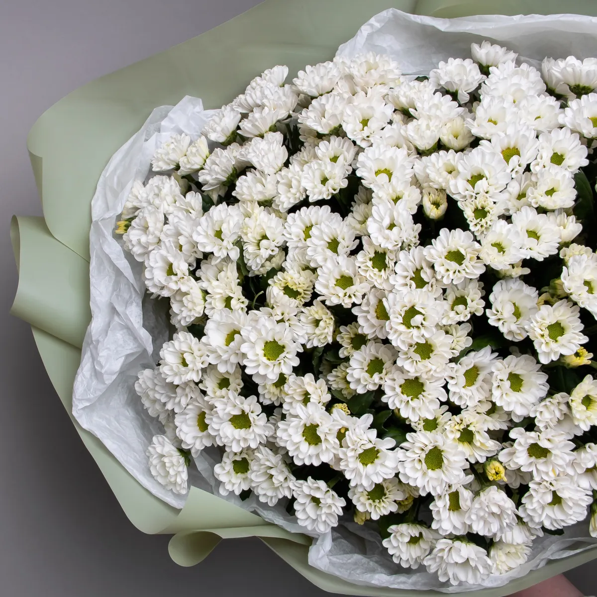 Букет Хризантема_сантини "Росси Вайт"