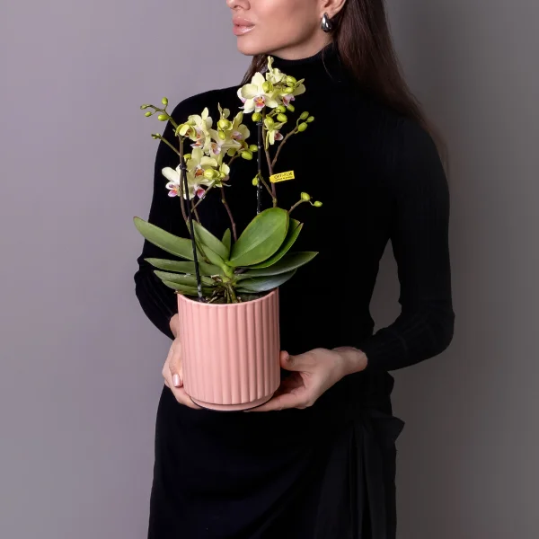 Фаленопсис Букет Лимонноый  в коралловой керамике_1
