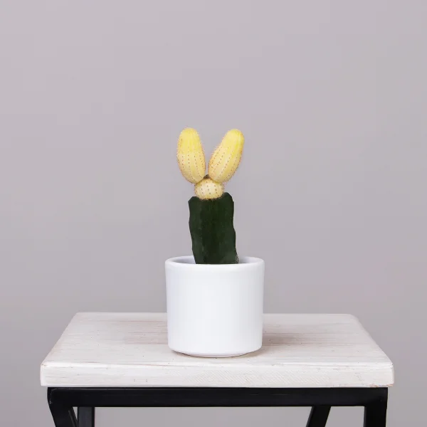 Гимнокалициум Желтый_1