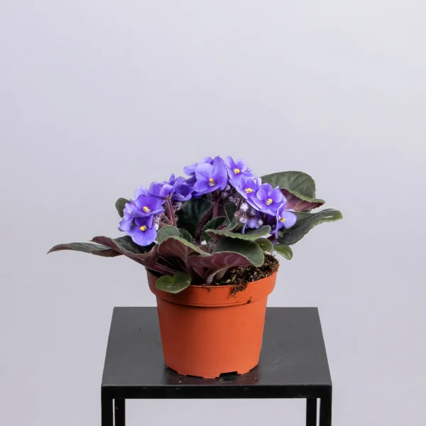 Фиалка Голубая1