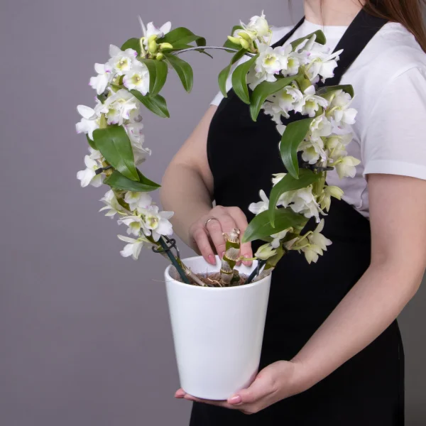 Дендробиум Нобиле Круг