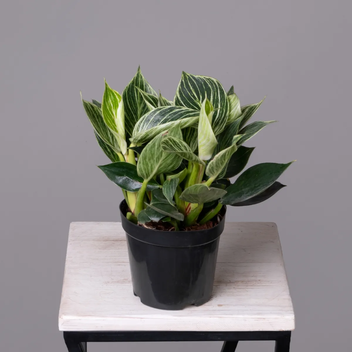 Филодендрон Биркин К_4