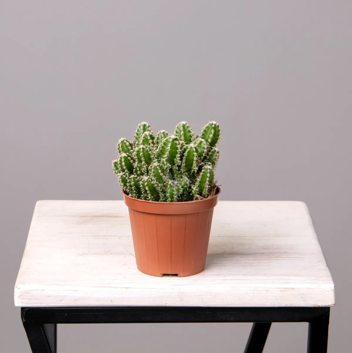 Цереус Флорида_4