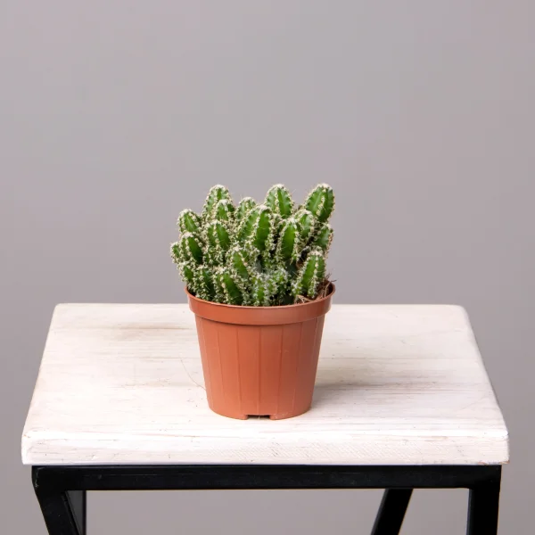 Цереус Флорида_4