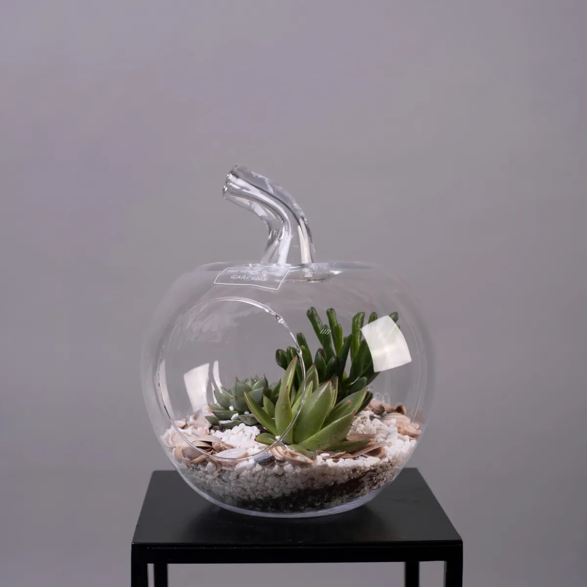 Суккулент Композиция в стекле Яблоко