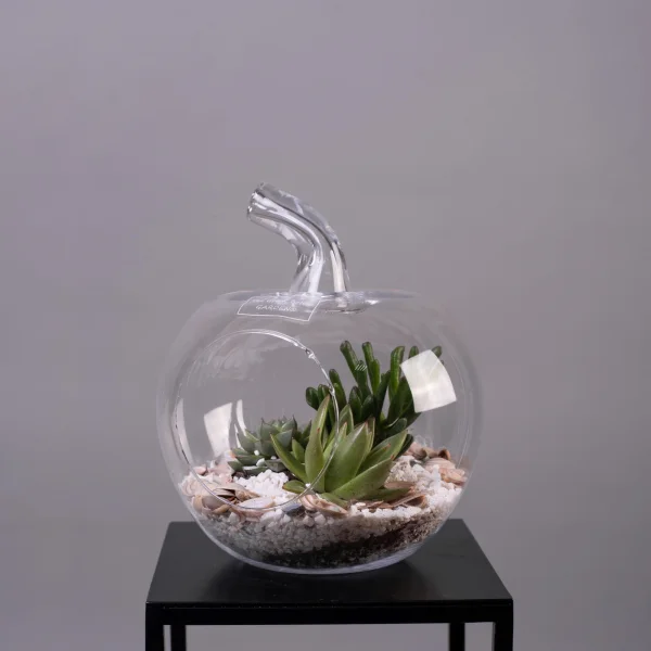 Суккулент Композиция в стекле Яблоко