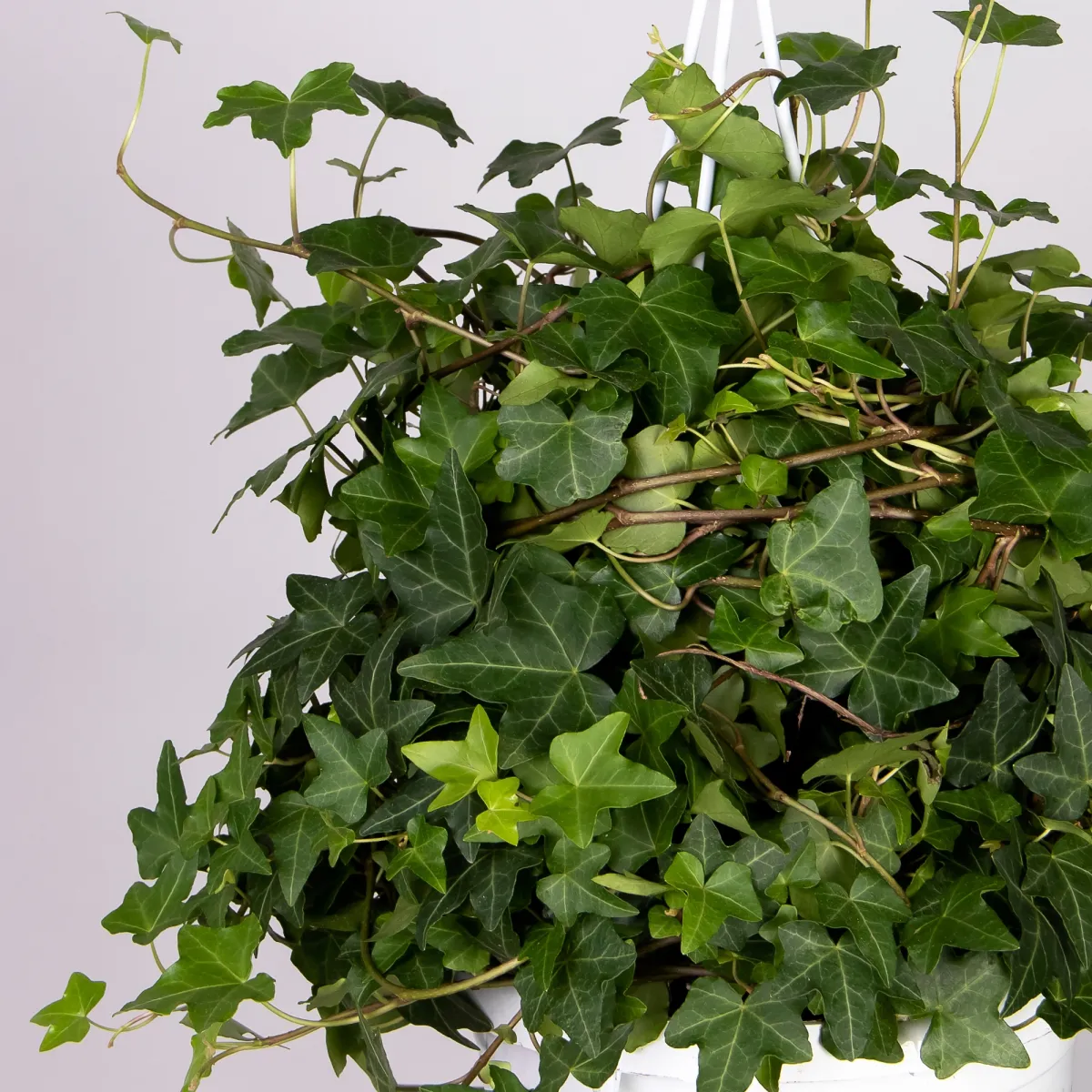 Хедера хеликс Питтсбург подвесная_3