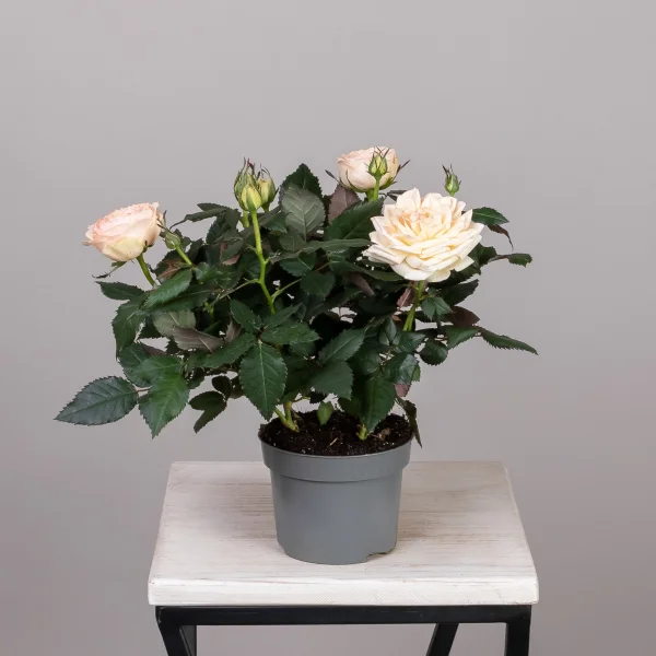 Роза кордана Гранд Белами_4