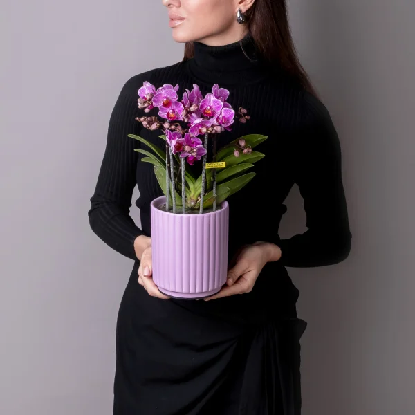Фаленопсис Букет Сиреневый  в розовой керамике_2