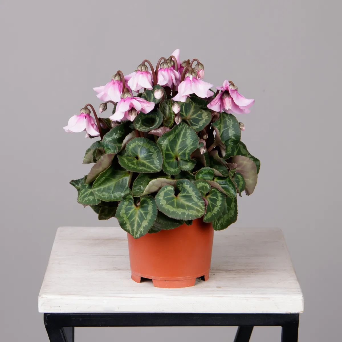 Цикламен Петтикоат розовый_4