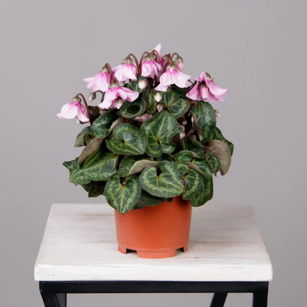 Цикламен Петтикоат розовый_4