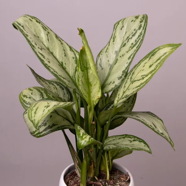 Аглаонема Мария