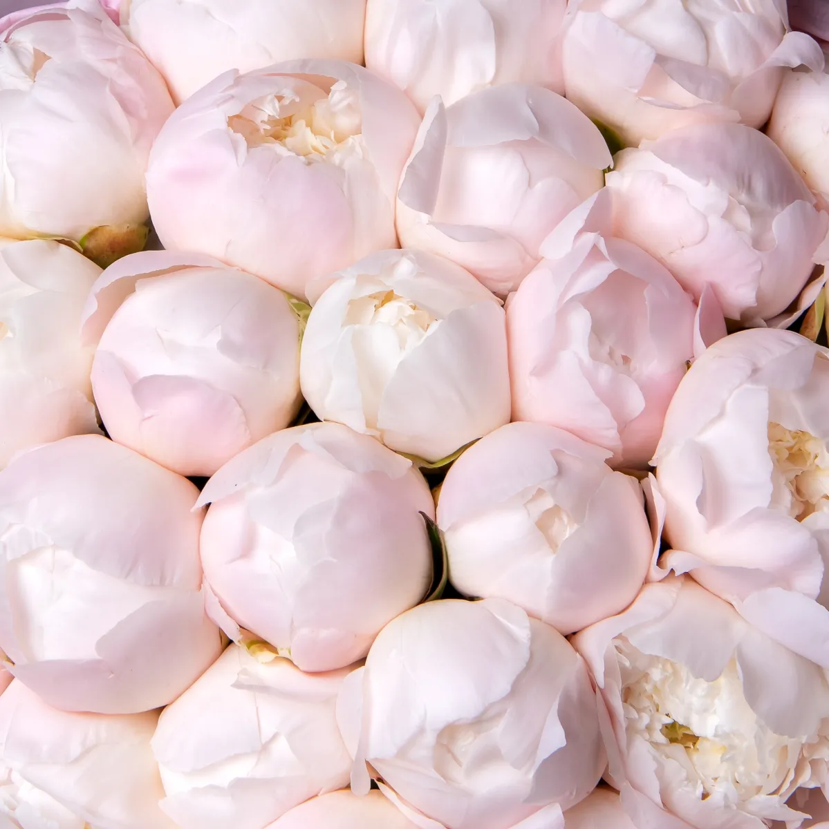 Букет Пион "Принцесс Брайд"_4