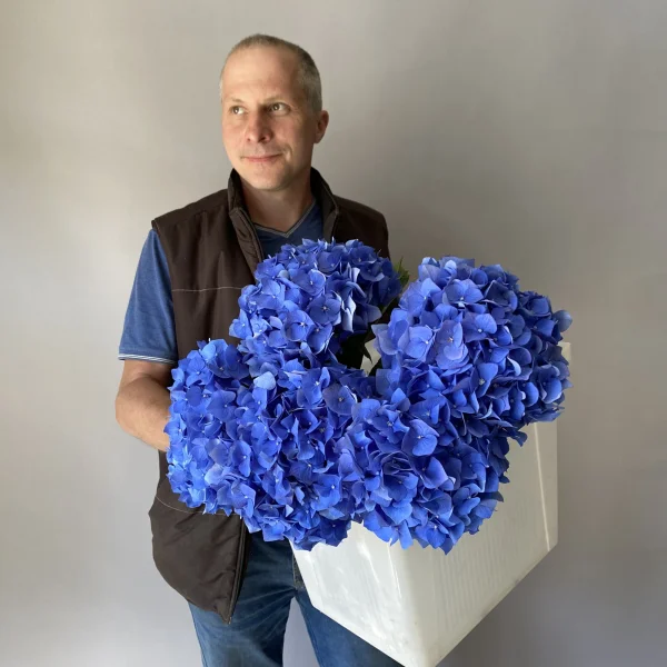 Гидрангия "Бела"