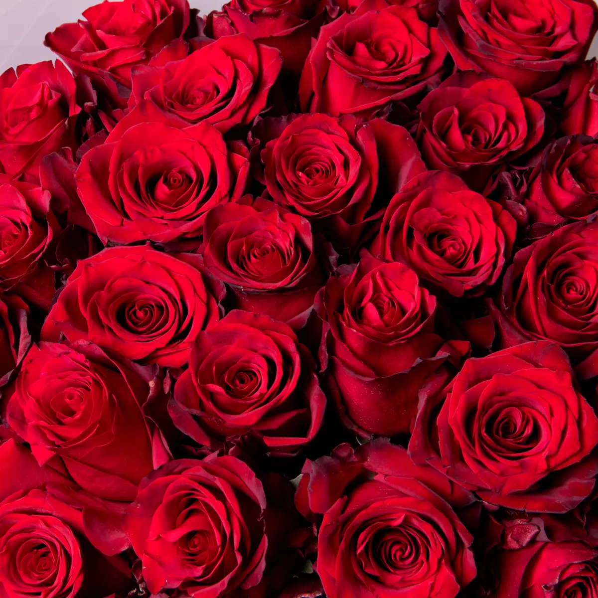 Букет Роза "Эксплорер"_4