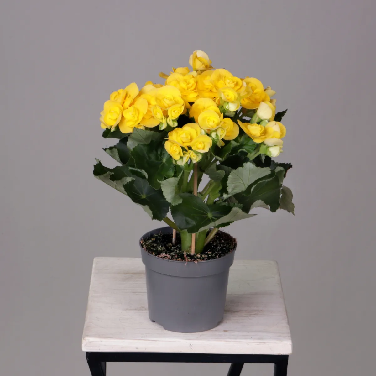 Бегония Элатиор Ребекка Желтая_5