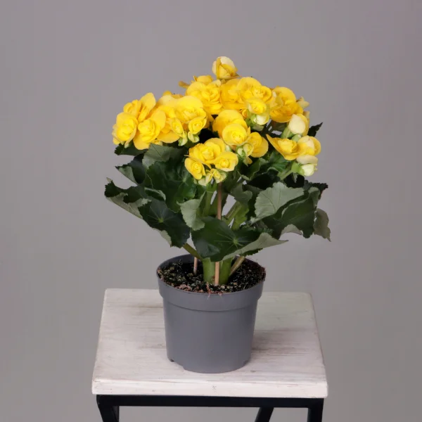 Бегония Элатиор Ребекка Желтая_5