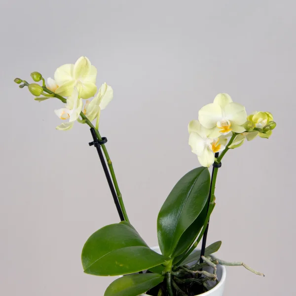 Фаленопсис Колибри Желтый 2 ст_3