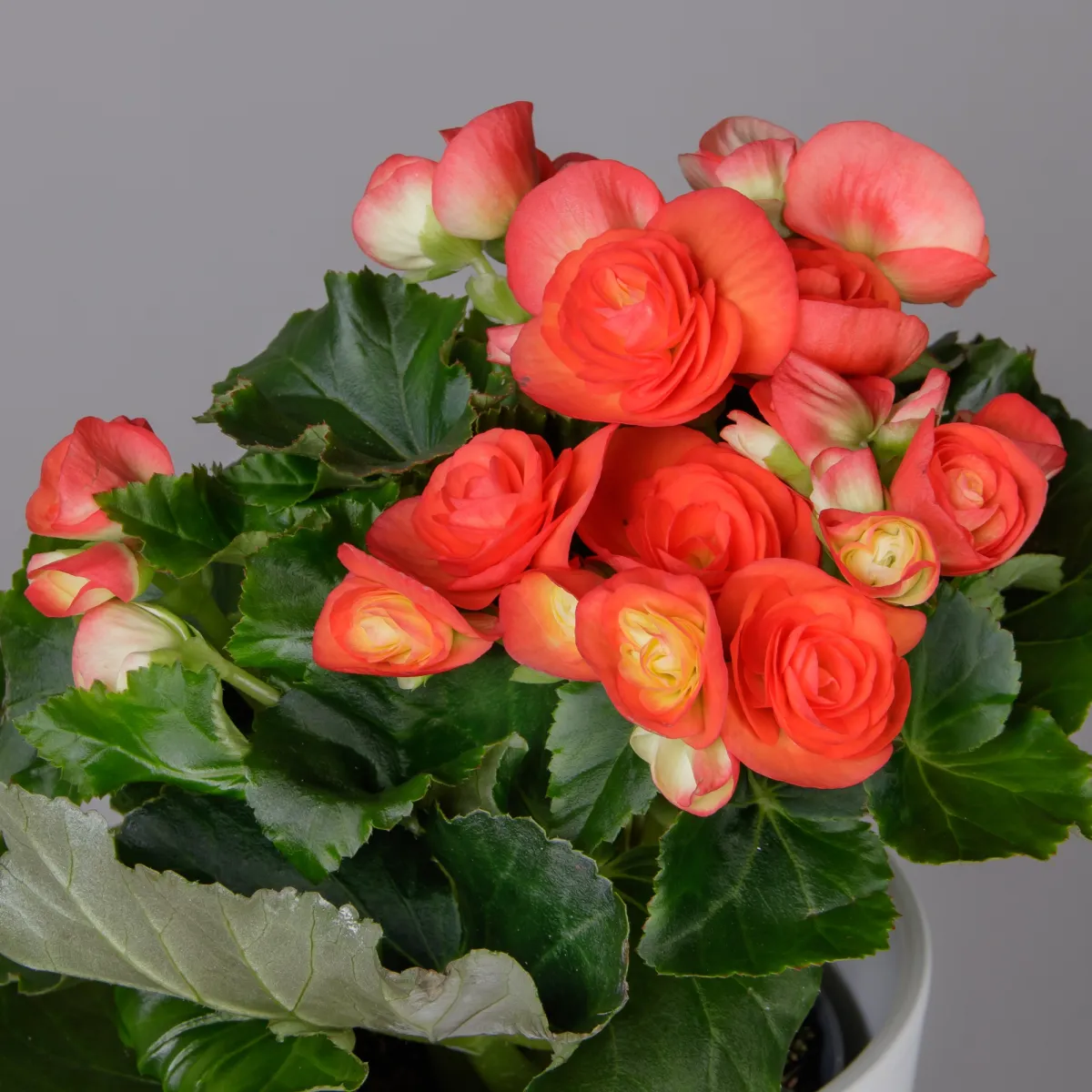 Бегония Элатиор Рейна (Оранжевая)_3