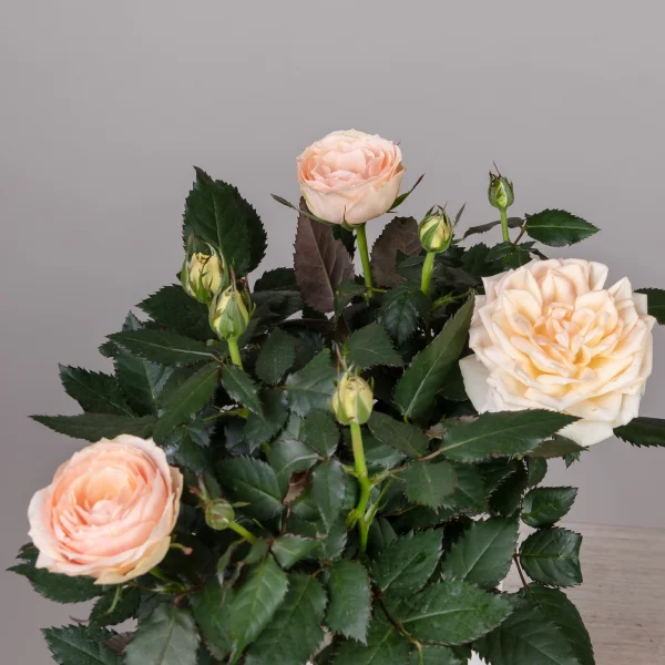 Роза кордана Гранд Белами_3