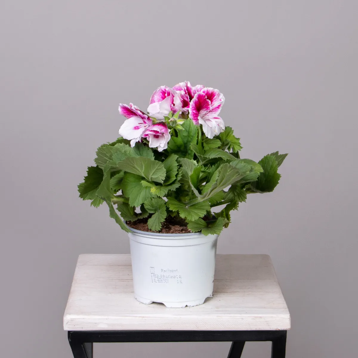 Пеларгония Гранди Браво Малиново-Белая_3