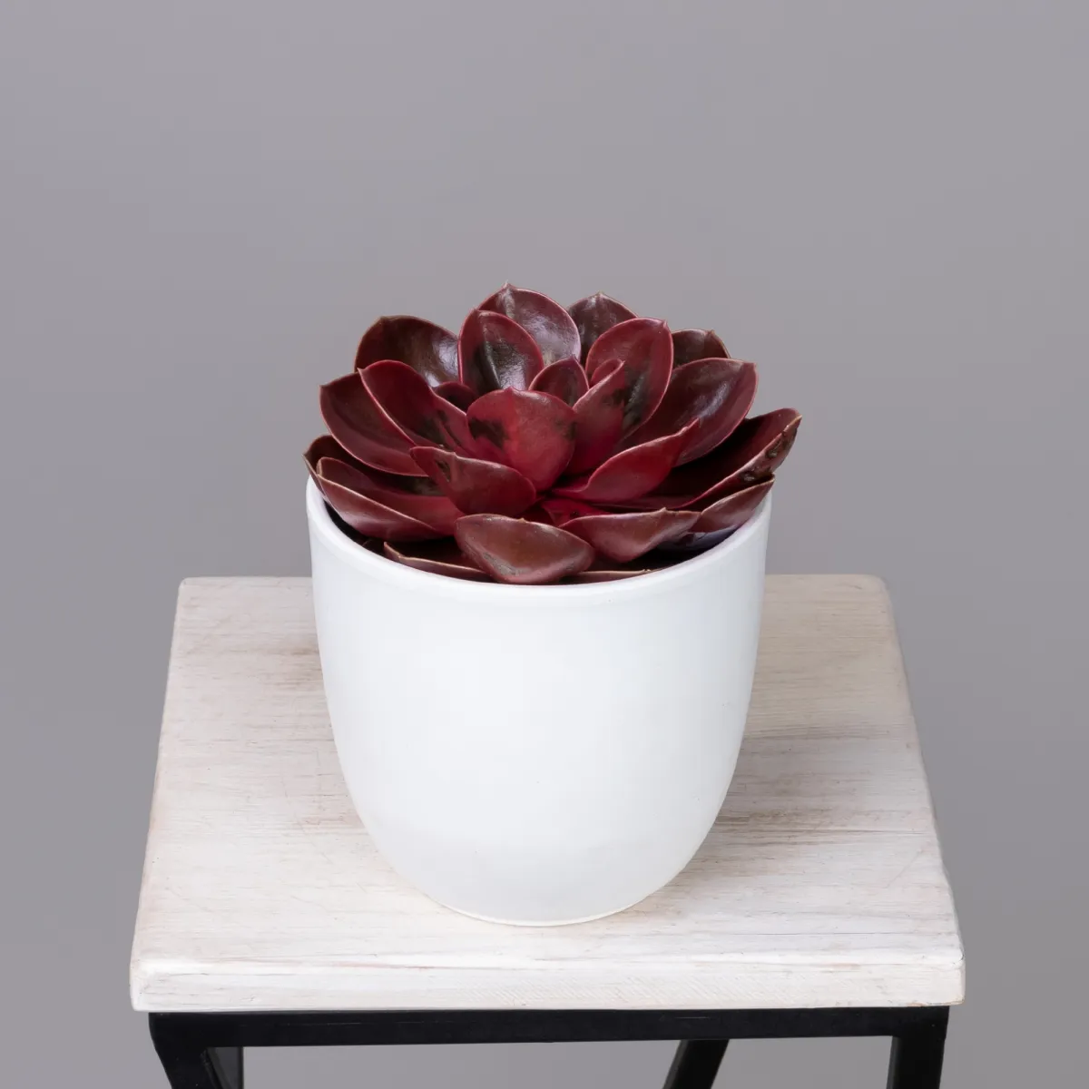 Эхеверия Меджик Ред_1