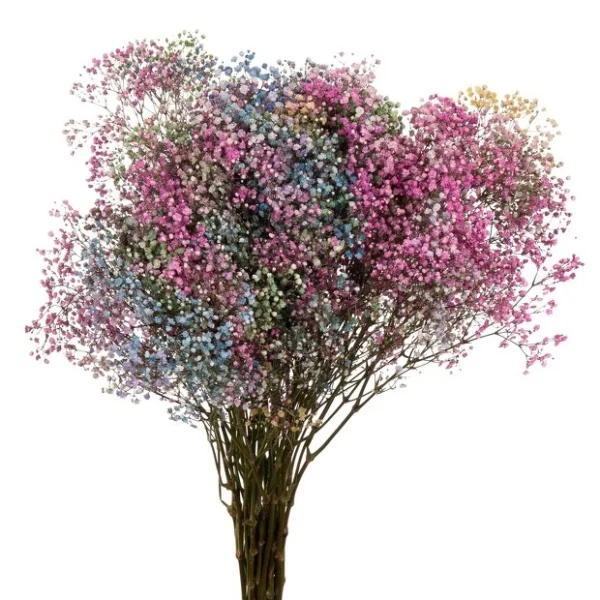 Гипсофила "Крашеная Рэйнбоу микс"