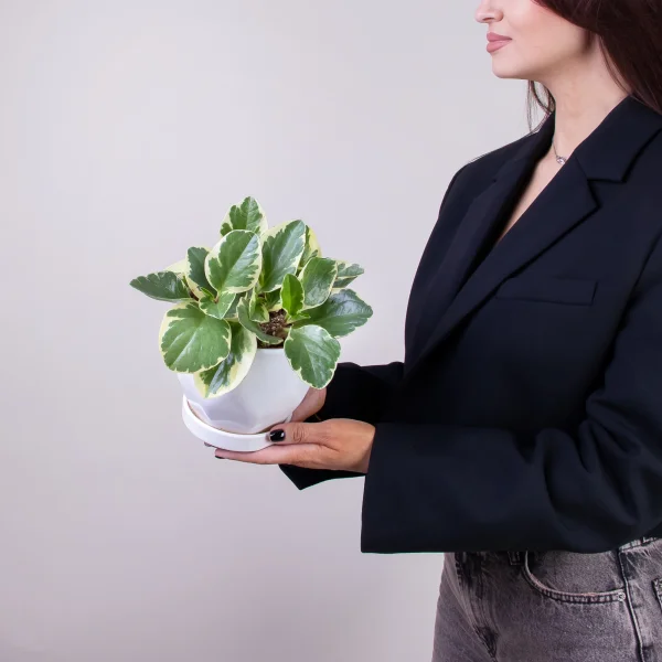 Пеперомия Usa2