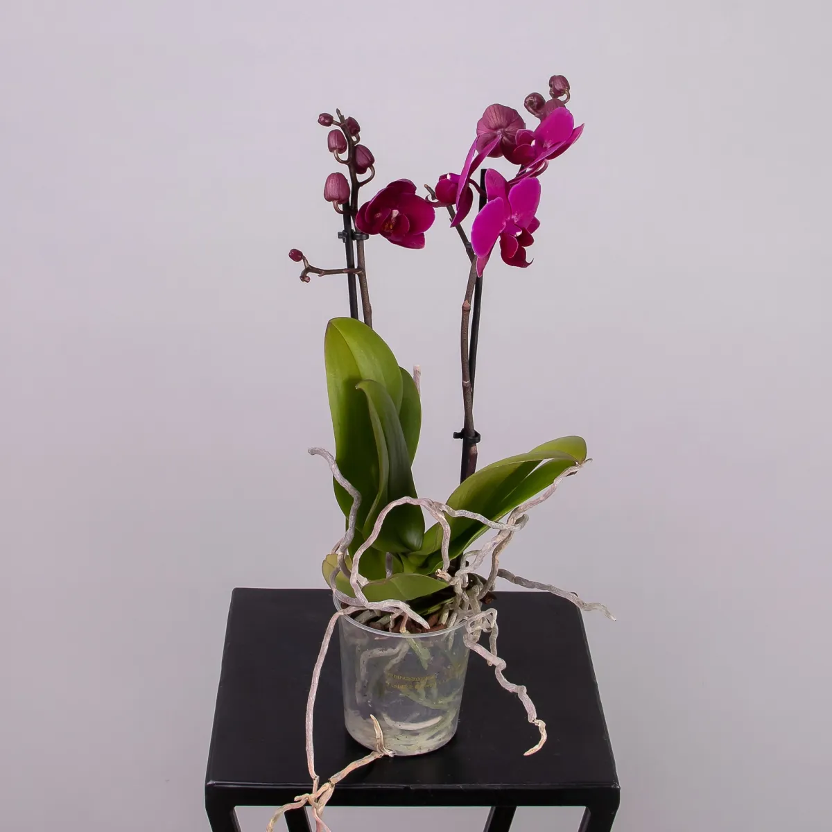 Фаленопсис Мультифлора Бордо 2 ст_4