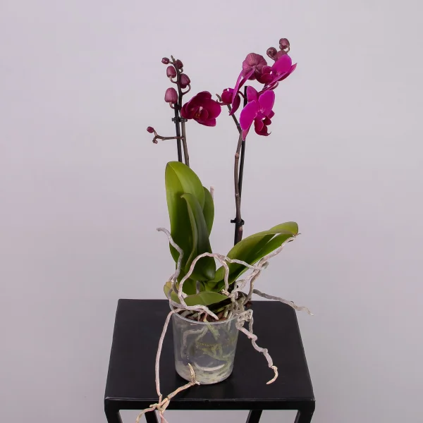 Фаленопсис Мультифлора Бордо 2 ст_4