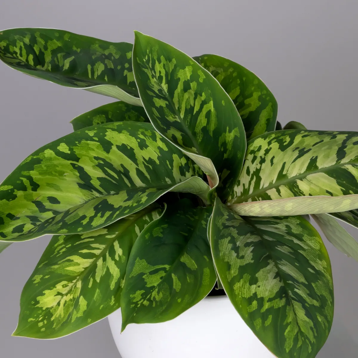 Хомаломена Камуфляж_3