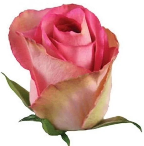 Роза "Мадам Пинк"