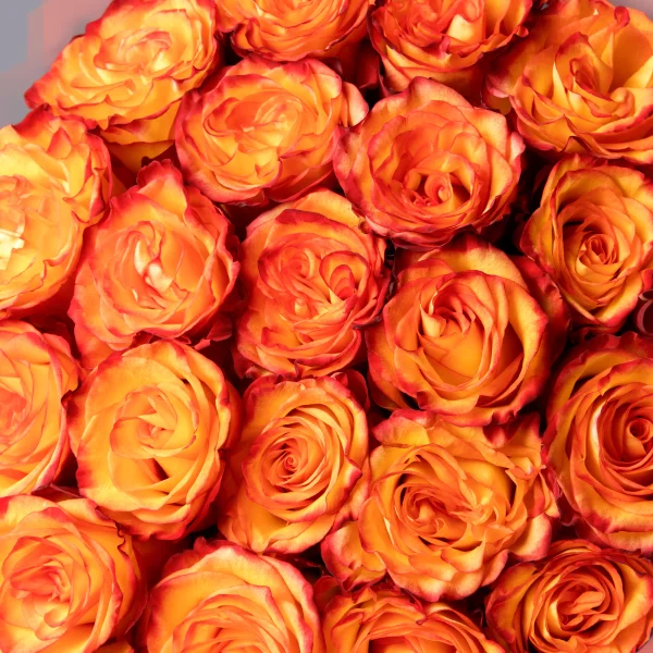 Букет Роза "Оранжевая"_4