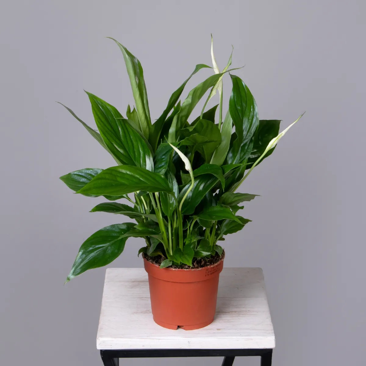 Спатифиллум Беллини _4