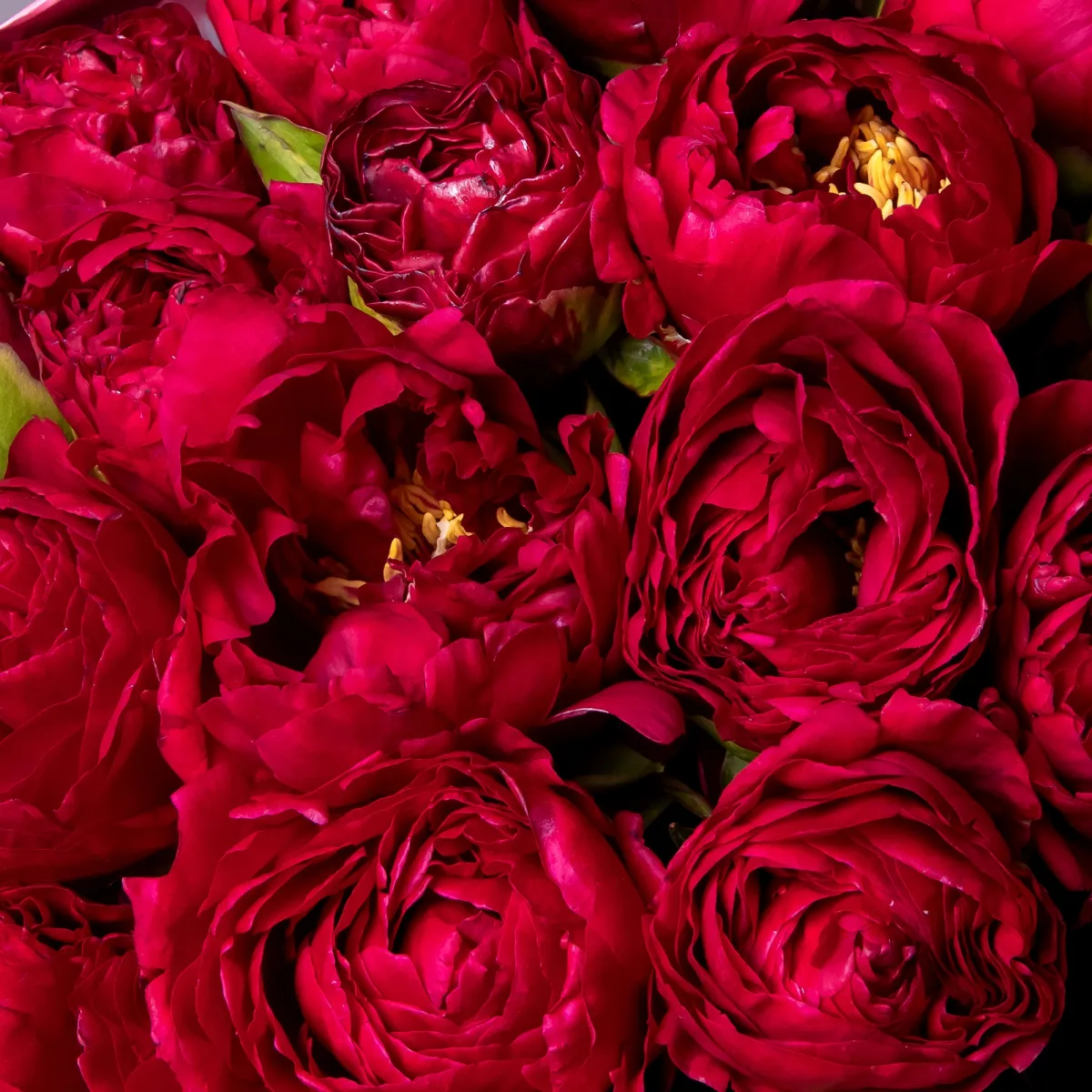 Букет Пион "Олд Фейтфул"_4