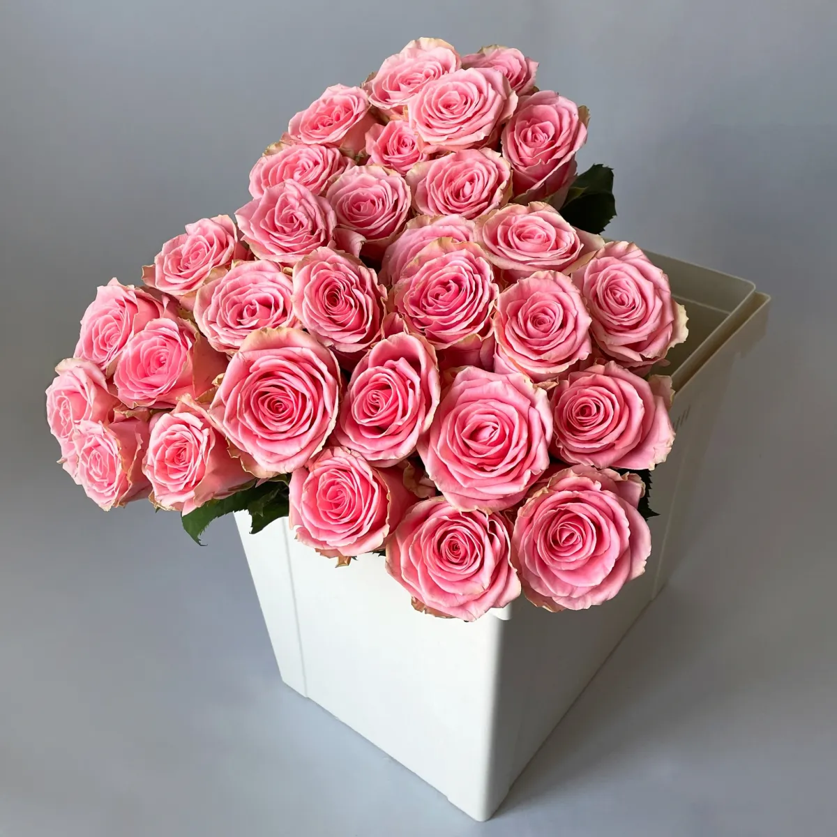 Роза "Софи Лорен"_1