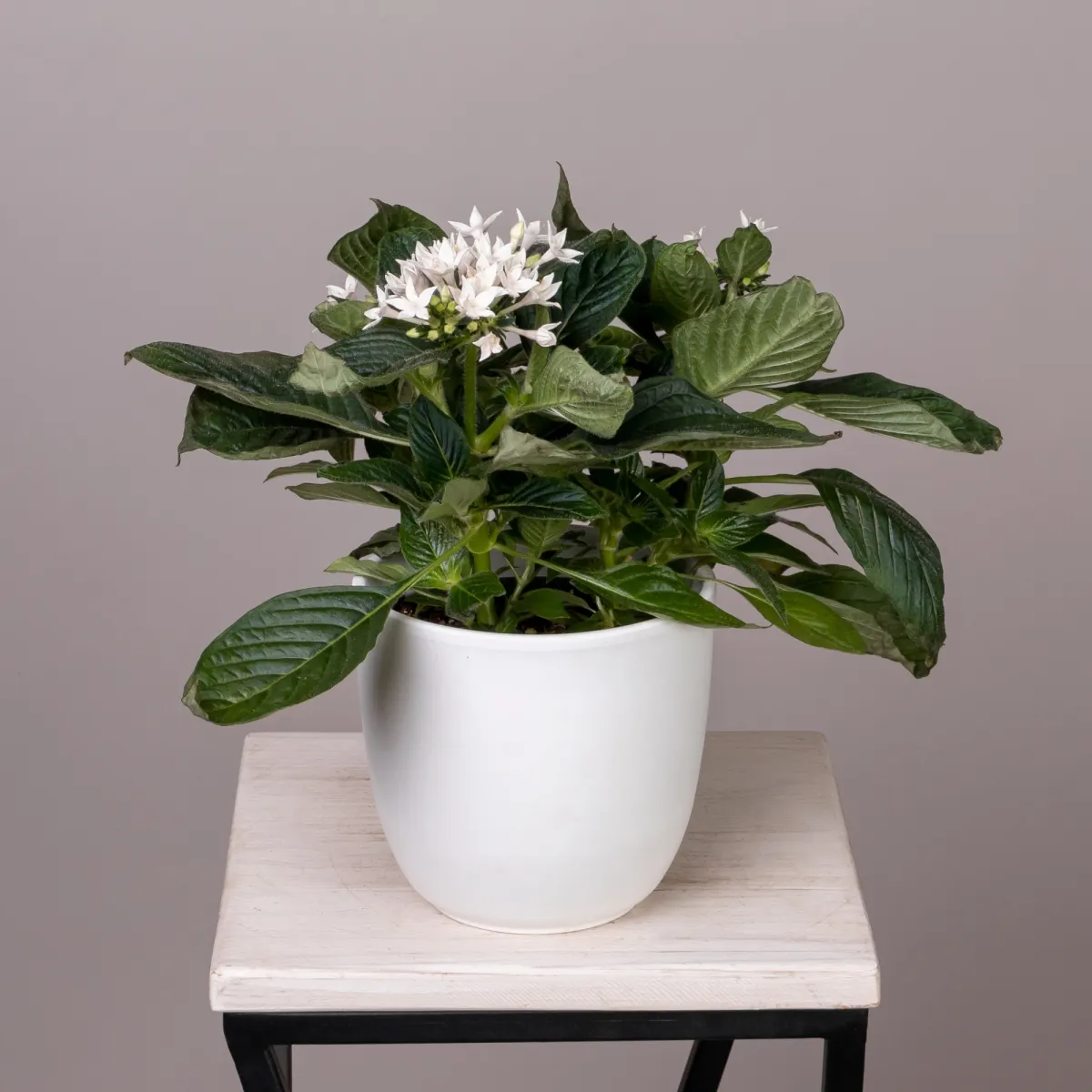 Пентас Белый_1