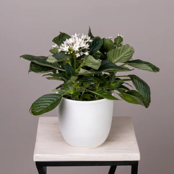 Пентас Белый_1