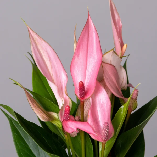 Антуриум Лилли Пинк К_3