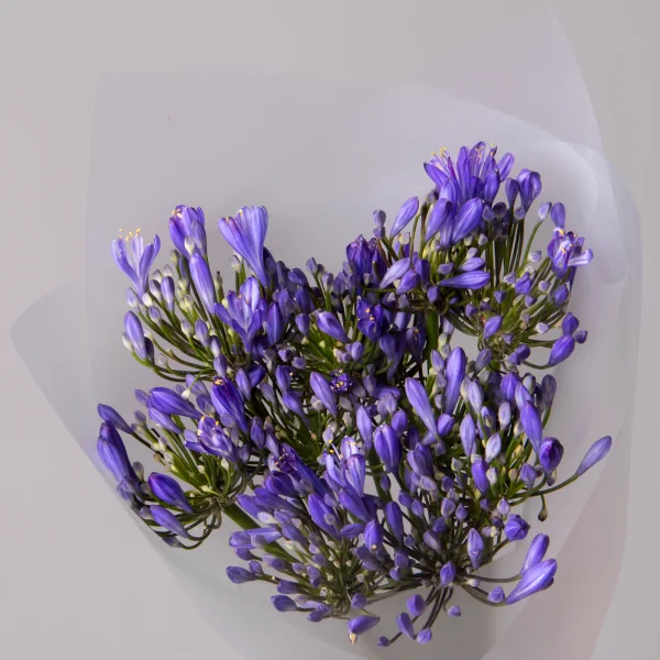 Букет Агапантус "Блу Ривер"_3