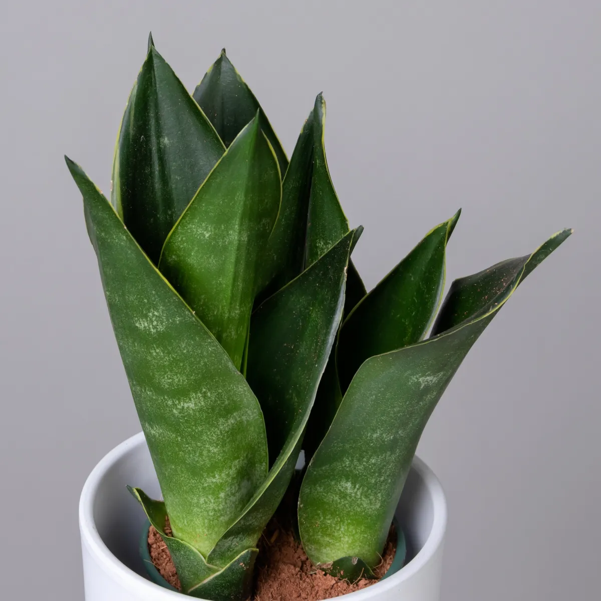 Сансевиерия Блэк Даймонд К_3