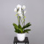 Фаленопсис Каскад Ниагара Шелк белый_1