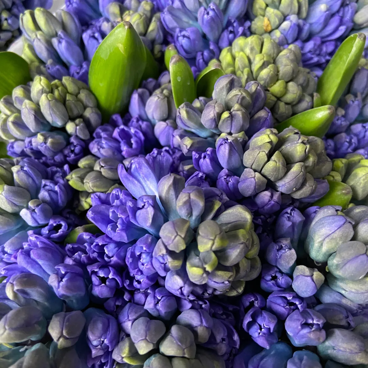 Гиацинт "Блу Стар"