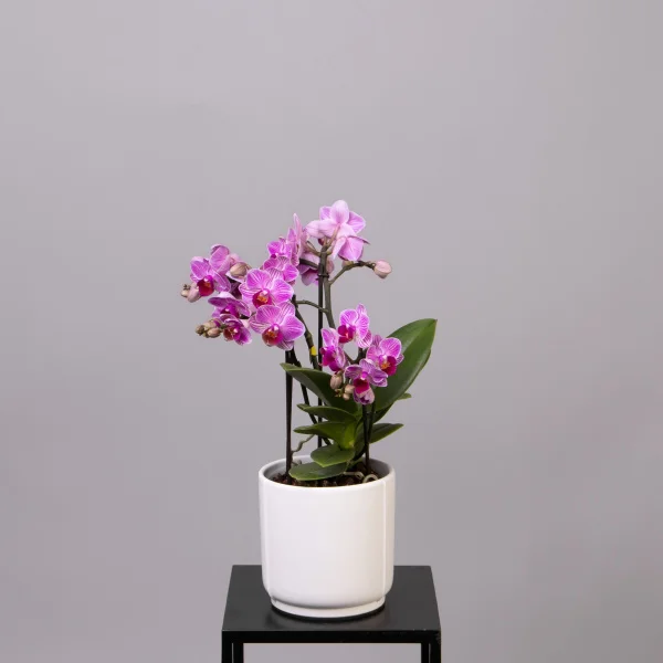 Фаленопсис Букет Сиреневый в белой керамике