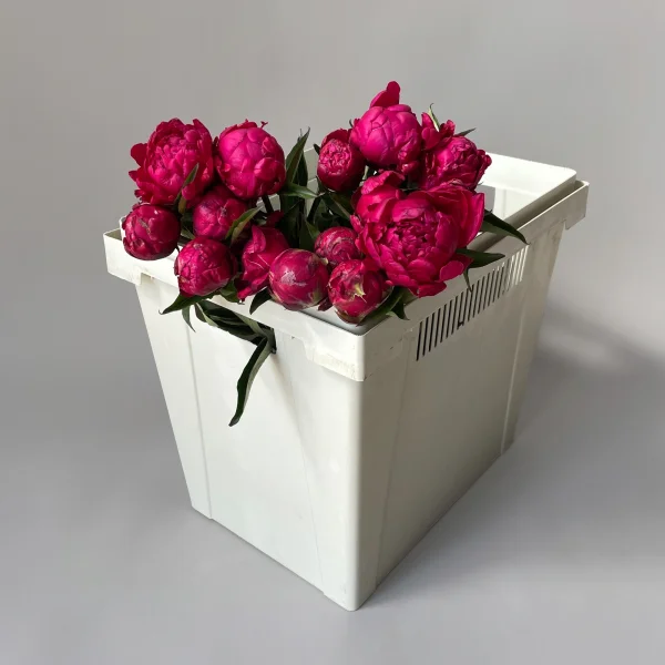 Пион "Авис Варнер"_1