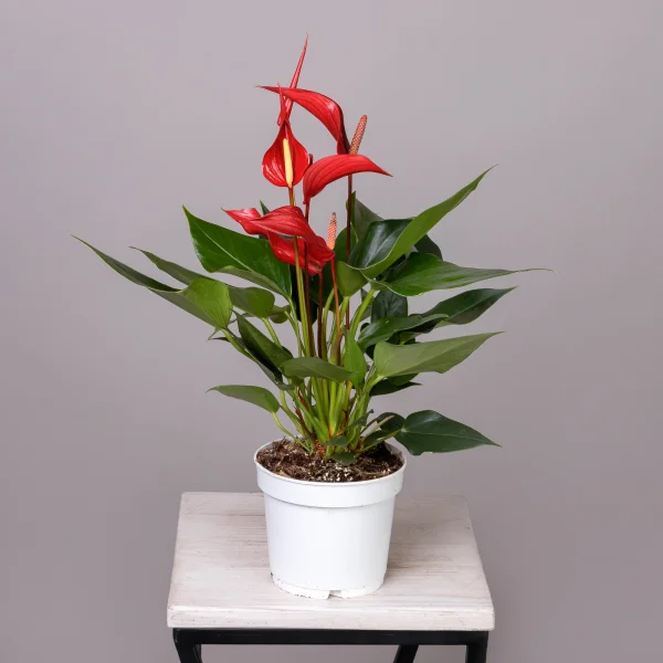 Антуриум андрианум Многоцветковый Ройя_3